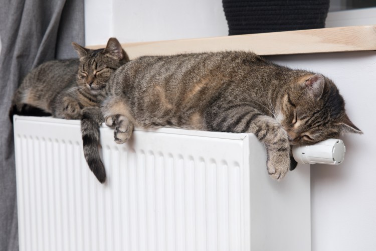 Отопление котик на батарее