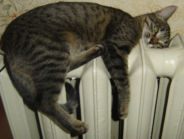 Кот на батарее