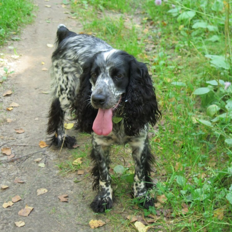 Кокер спаниель мраморный