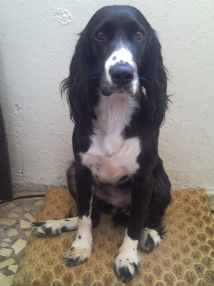 Смесь таксы и спаниеля