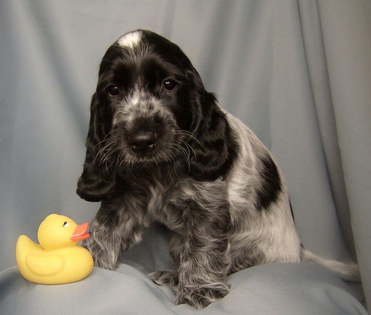 Русский спрингер охотничий спаниель