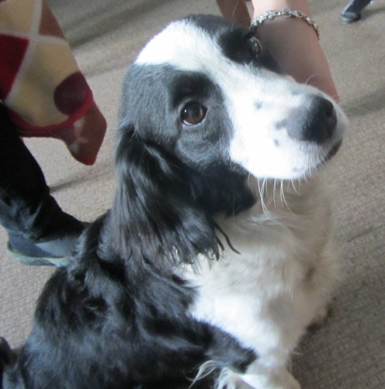 Метис русского спаниеля и дворняги