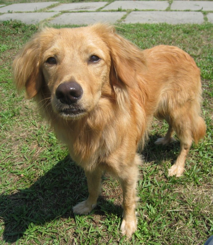 Метис таксы и кокер спаниеля