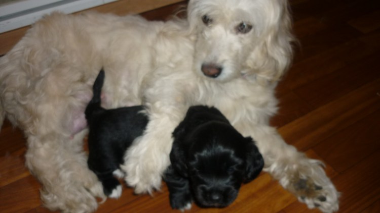 Метис спаниеля и Болонки