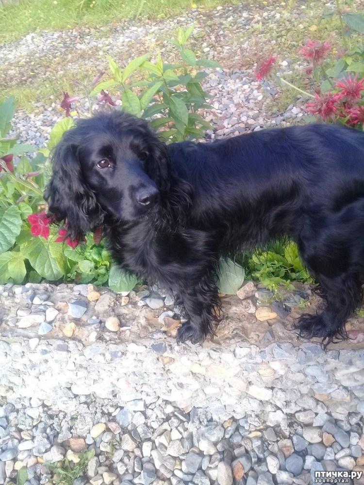 Кокер спаниель дворняжка