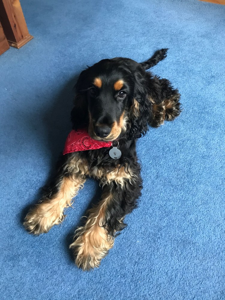 Чёрный охотничий спаниель подстриженный