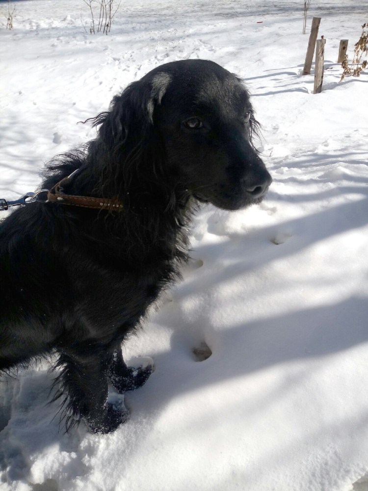 Метис кокер спаниеля