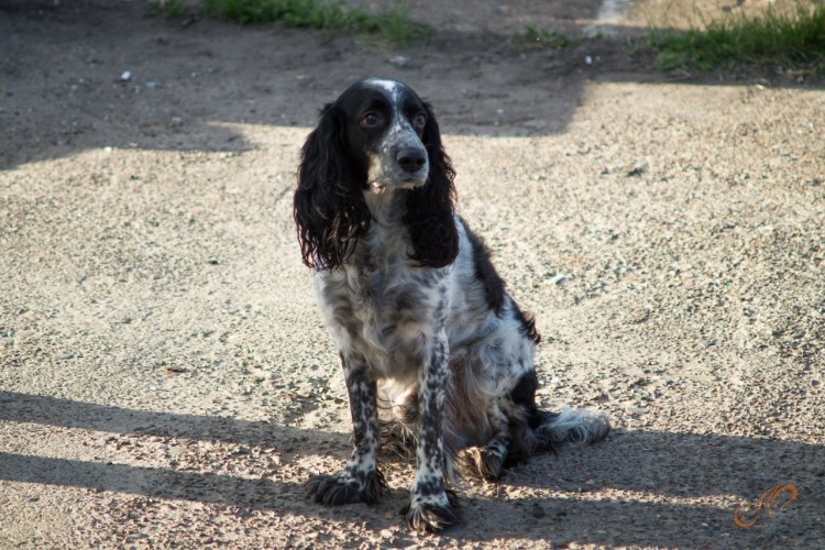 Русский спаниель помесь с сеттером