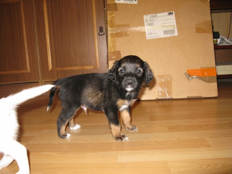 Метис лабрадора и кокер спаниель