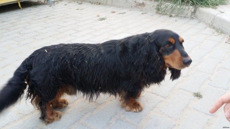 Метис спаниеля