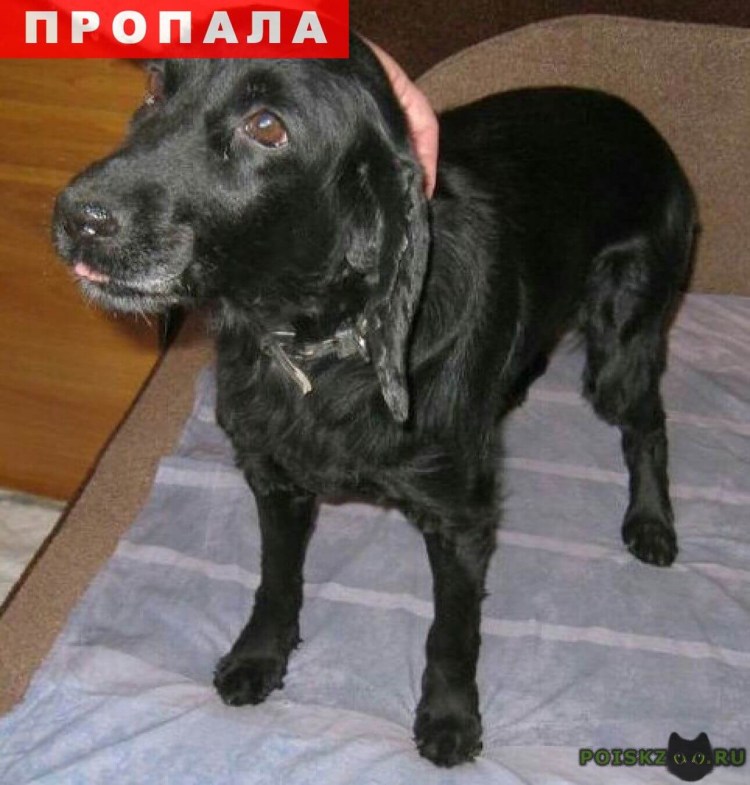 Метис лабрадора и спаниеля черный