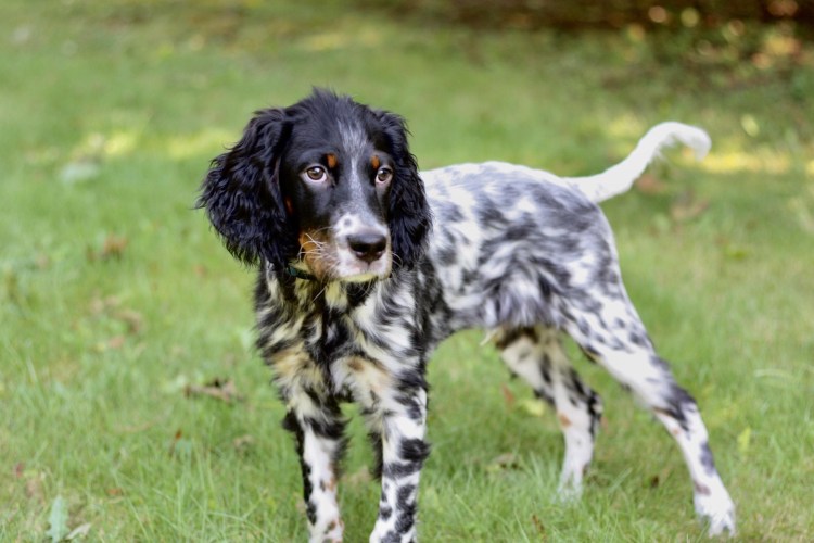 Метис английского сеттера