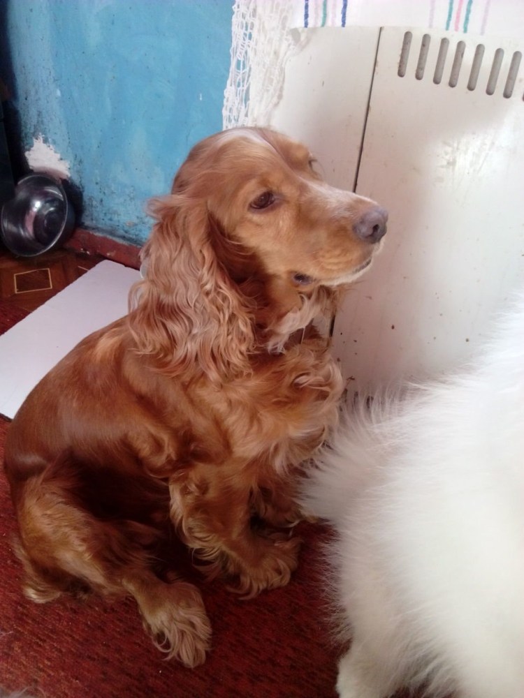 Русский охотничий спаниель щенки