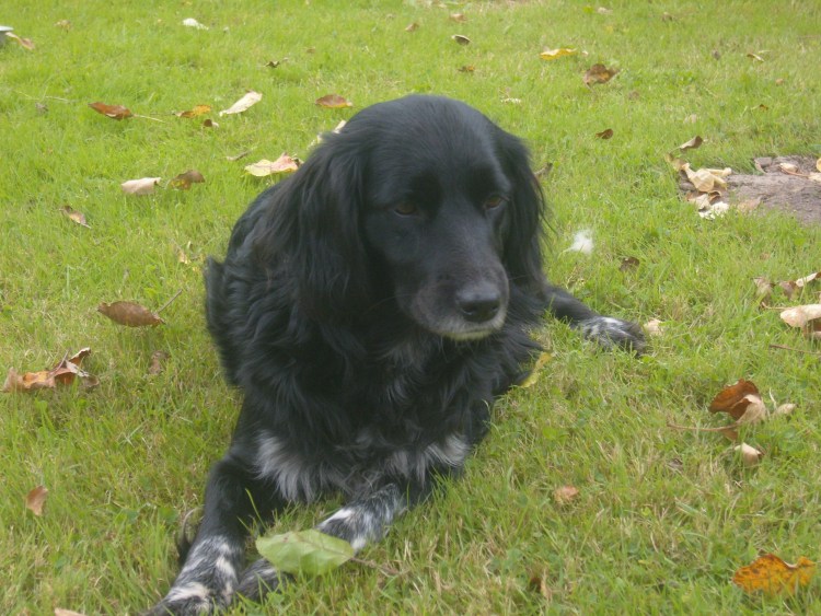 Австралийский спрингер спаниель