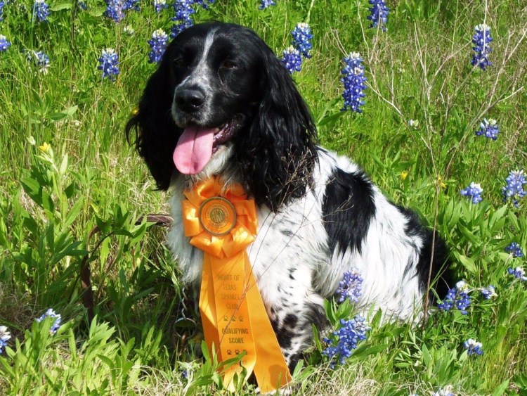 Помесь русского спаниеля и дворняги 1 мес