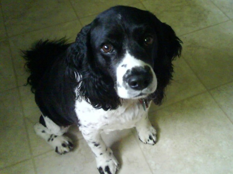 Бигль спаниель метис