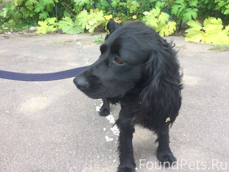 Щенки спаниеля метисы