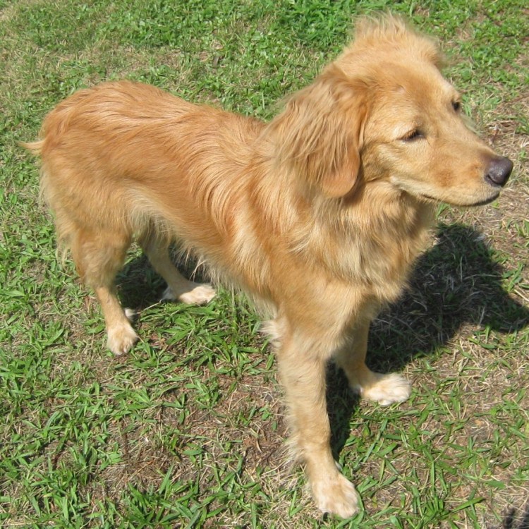 Метис сеттера