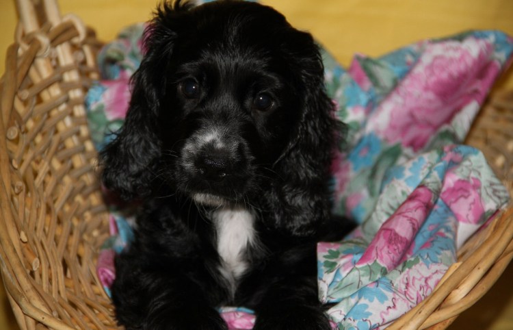 Английский кокер-спаниель спаниель кокер