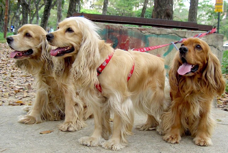 Голубоглазый кокер спаниель