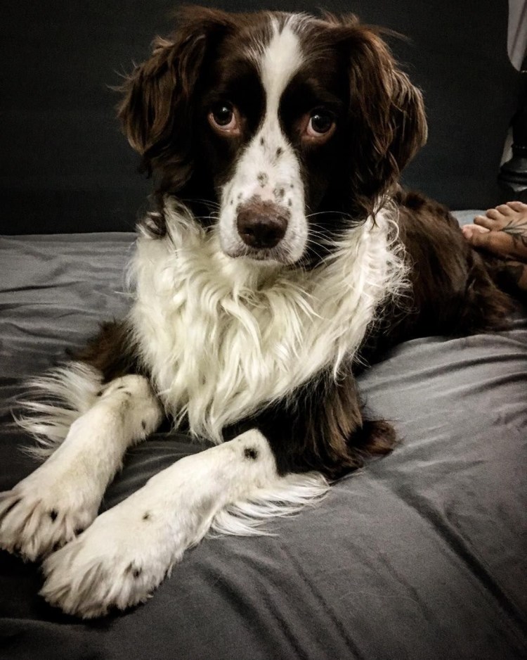 Метис американского кокер спаниеля