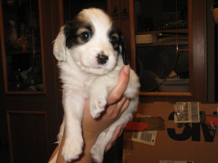 Русский охотничий спаниель метис