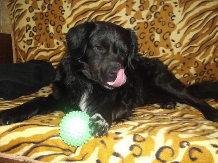 Тузик русский охотничий спаниель