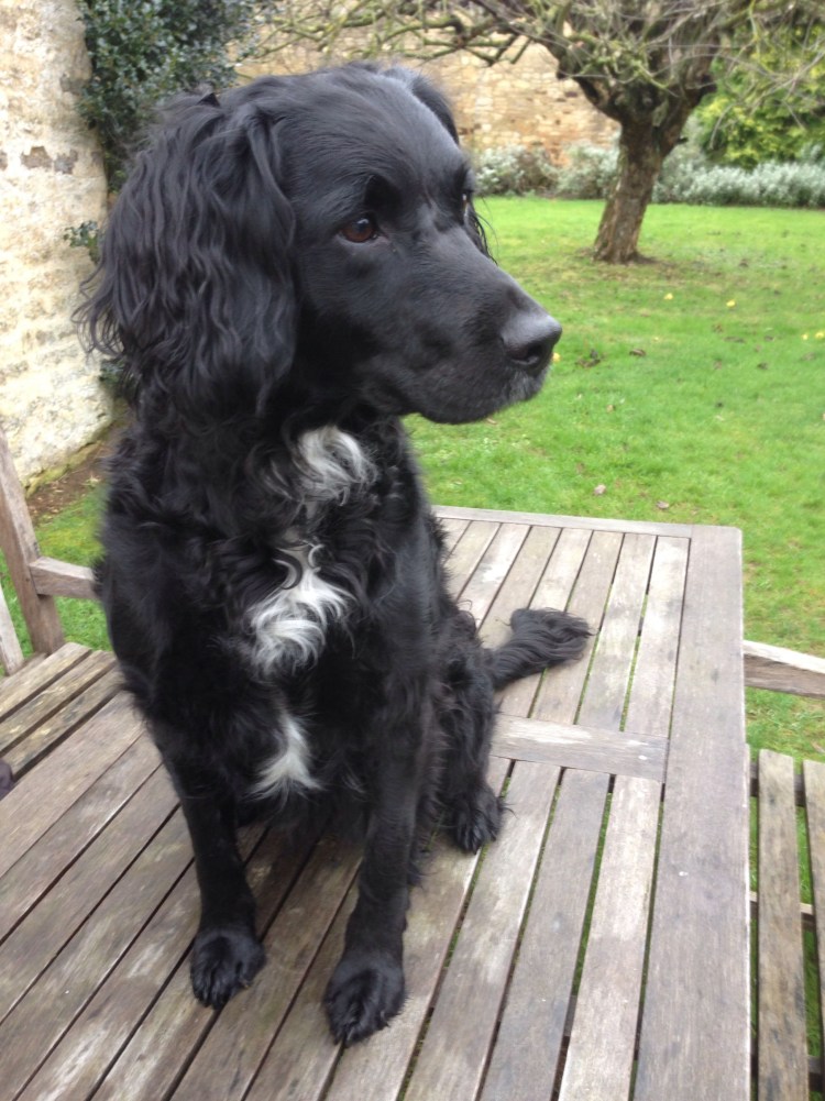 Метис кокер спаниеля