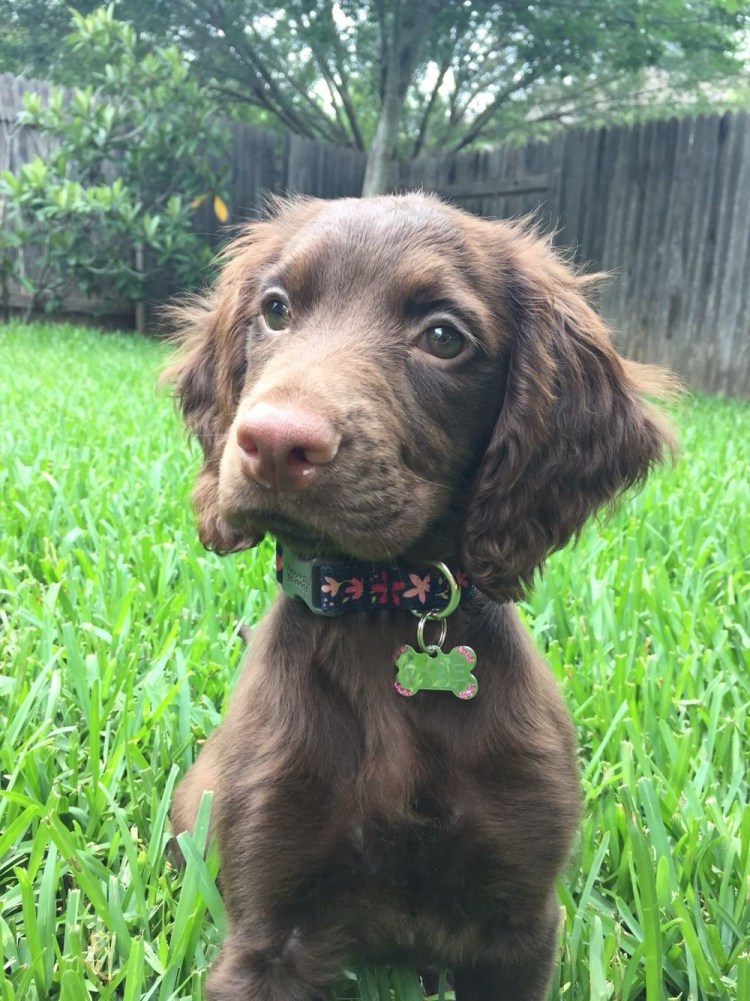 Метис русского спаниеля