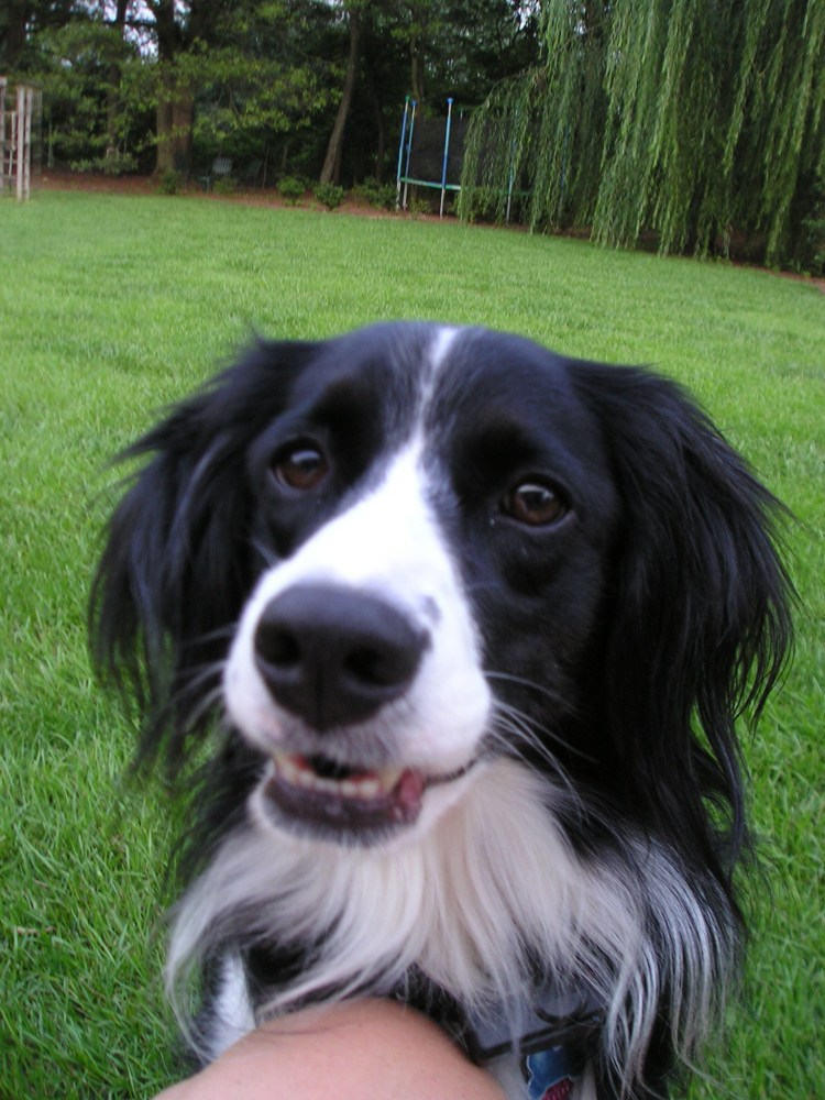 Метисы собак спаниель