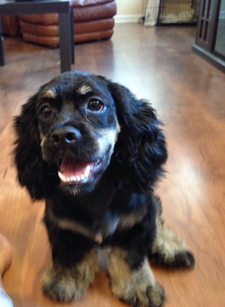 Метис лабрадора и кокер спаниель