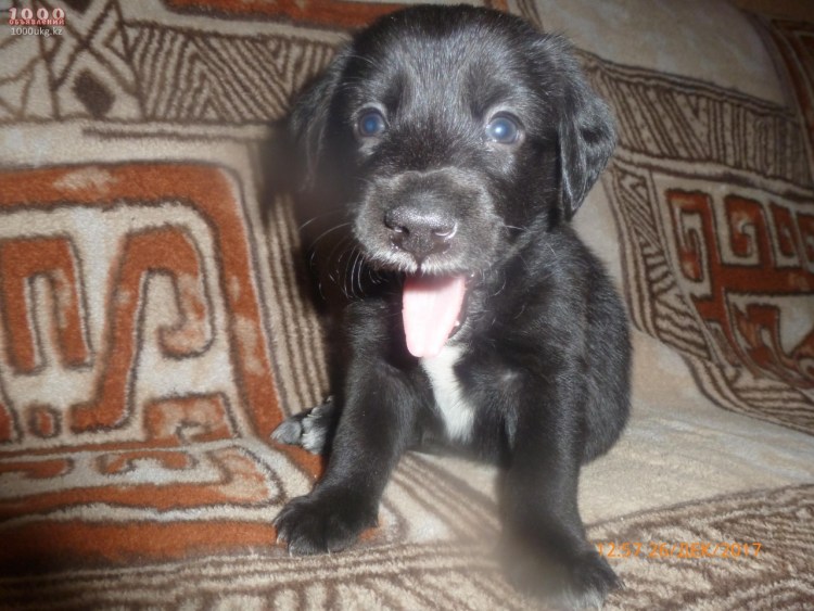 Бордер колли и спаниель