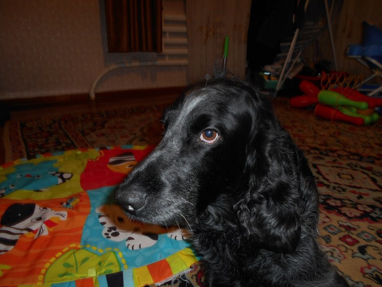 Русский охотничий спаниель помесь