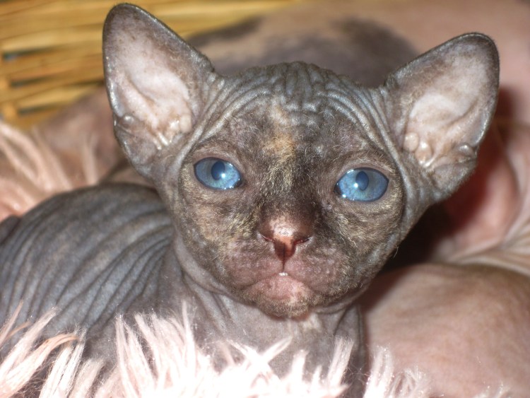 Сфинкс кожаный