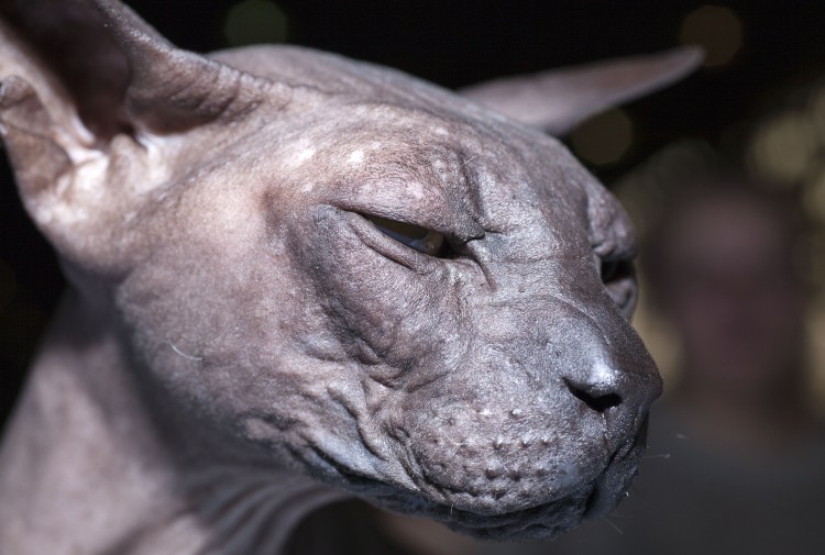 Корниш рекс облысел