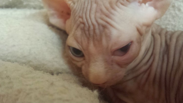 Лишай у кошки на подбородке