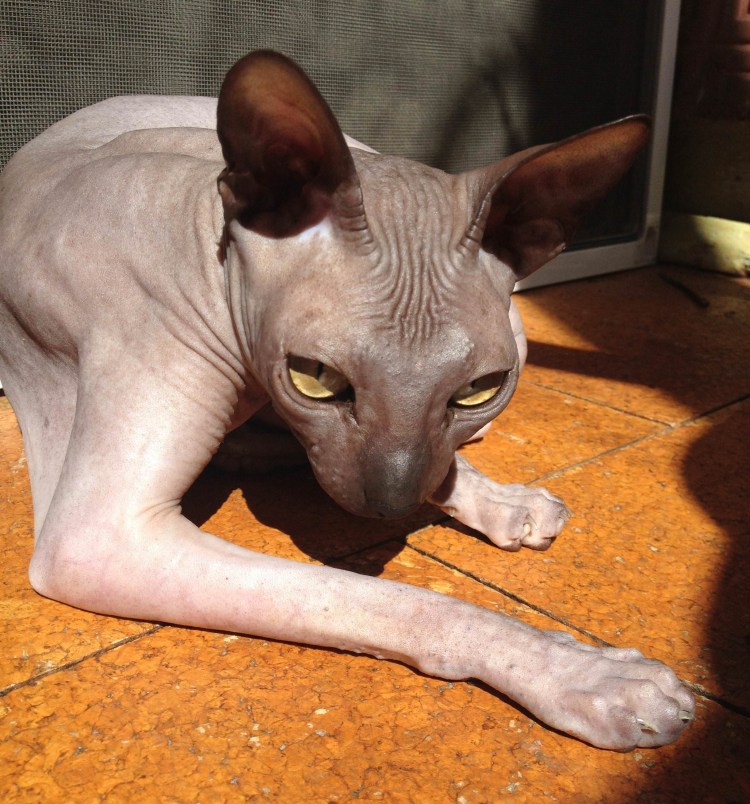 Коты сфинксы Канск