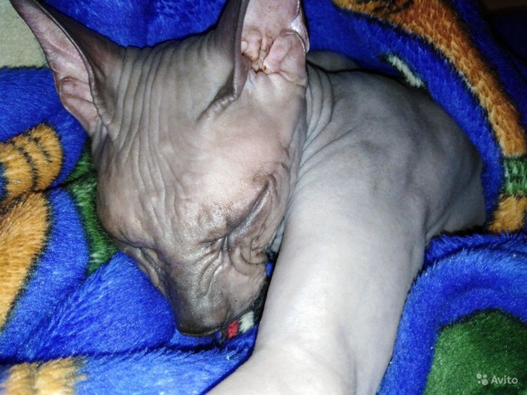 Сфинкс кожаный