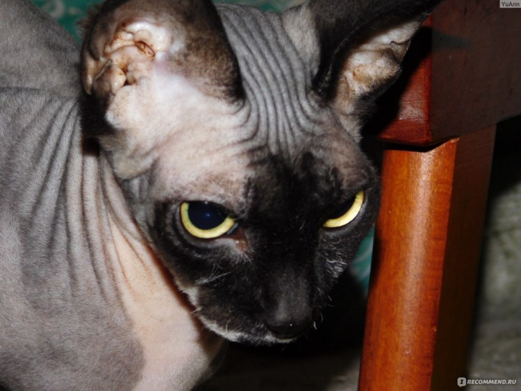 Лысые коты с пирсингом