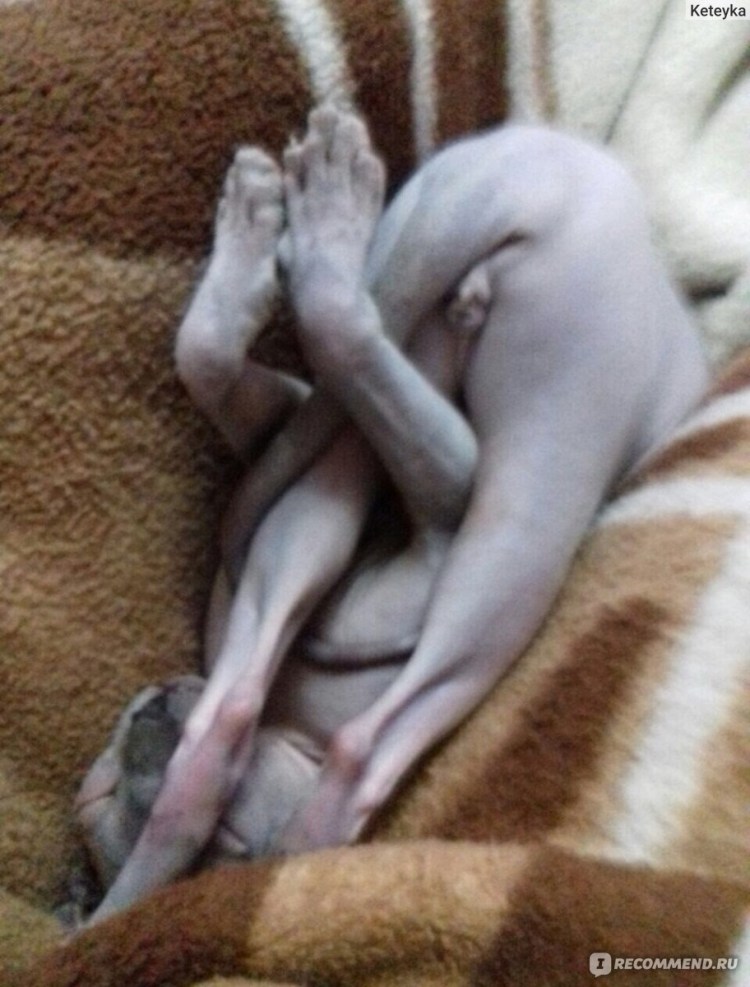 Спящий сфинкс