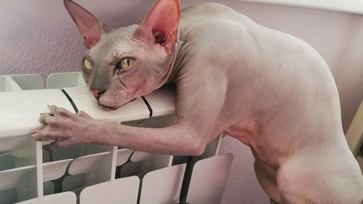 Татуированный сфинкс Бесс