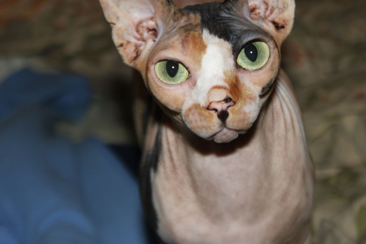 Канадский сфинкс фавн