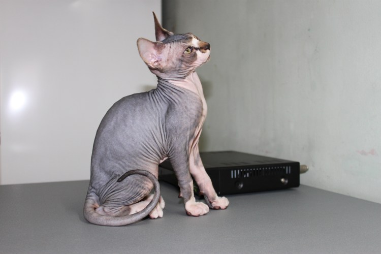 Донской сфинкс коричневый