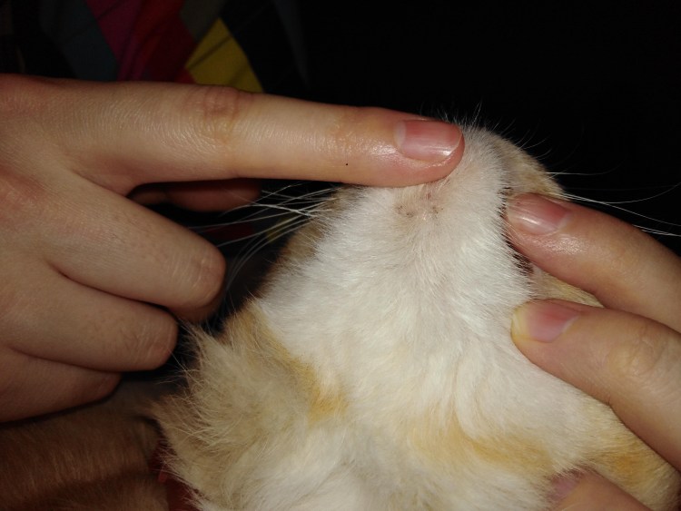 Кот облысел на половину