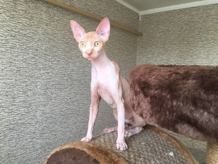 Кошка сфинкс сзади