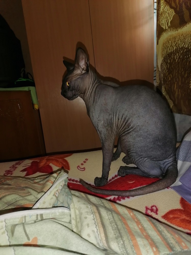 Кот сфинкс лежит на спине