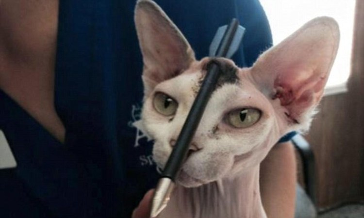 Донской сфинкс акне на хвосте