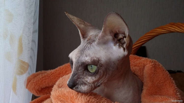 Канадский сфинкс питомник Москва