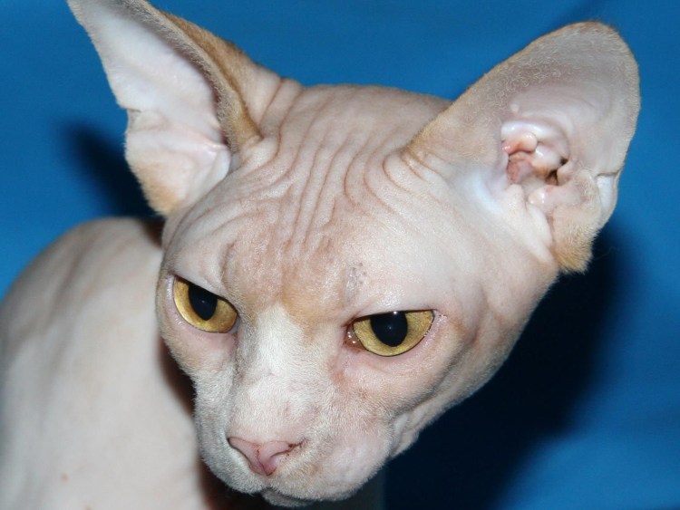 Мускулистый кот сфинкс