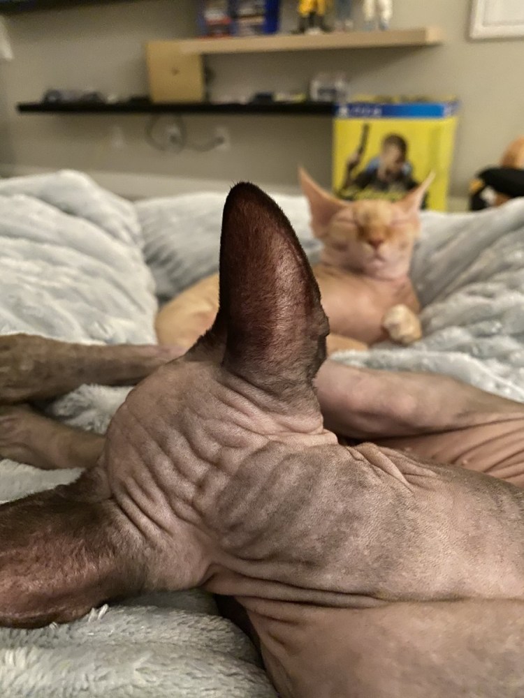 Джаспер безглазый сфинкс